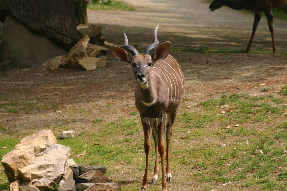 k-Zoo 093.jpg